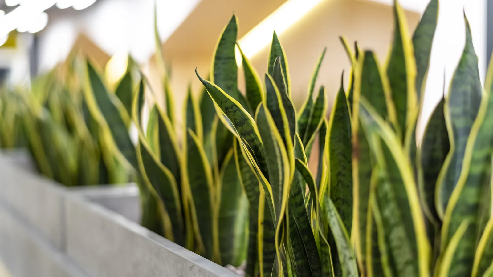 Upright snake plant with long green and yellow leaves growing in an indoor decorative container.