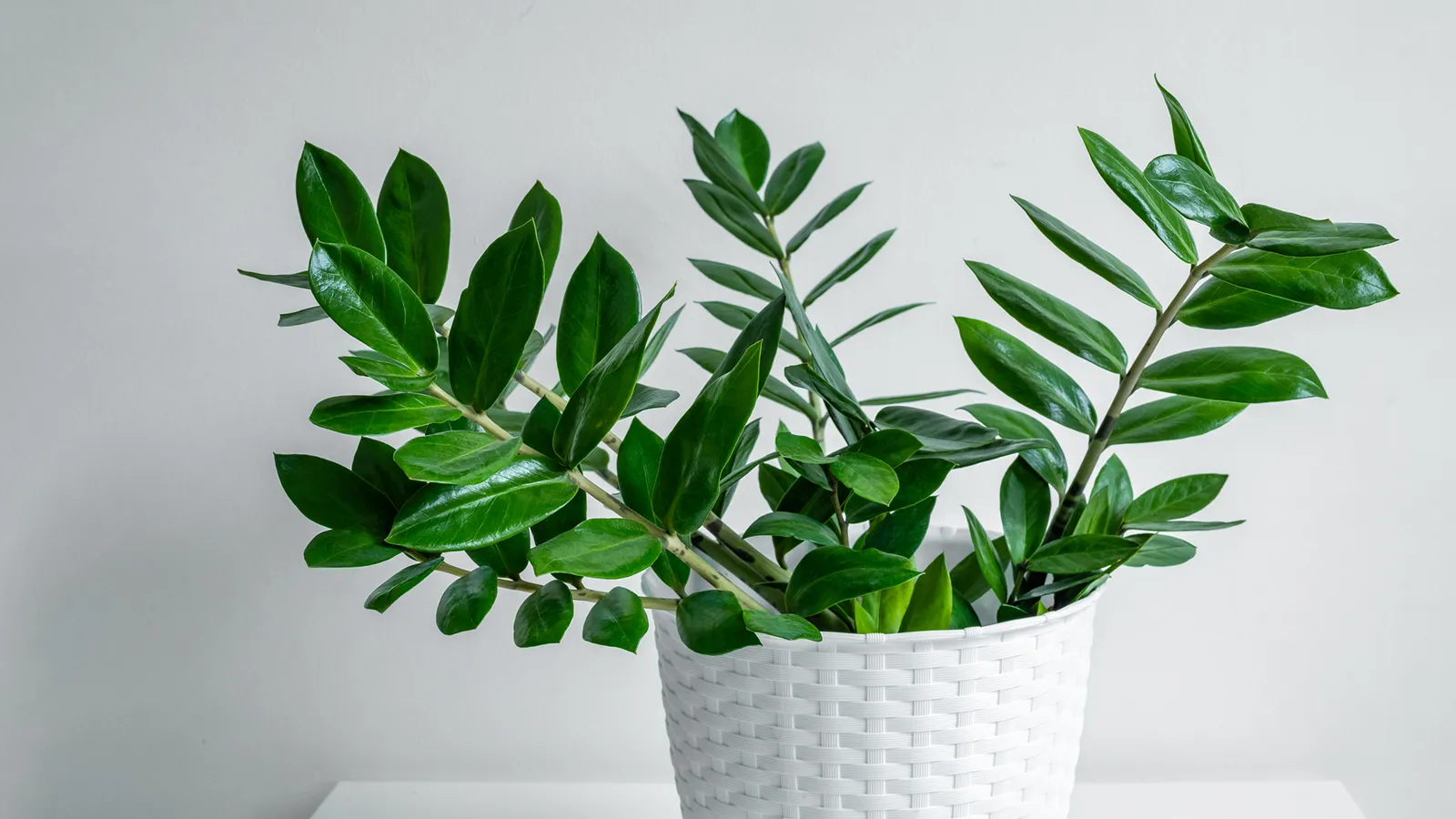 ZZ plant with glossy green upright foliage growing in a decorative indoor planter.